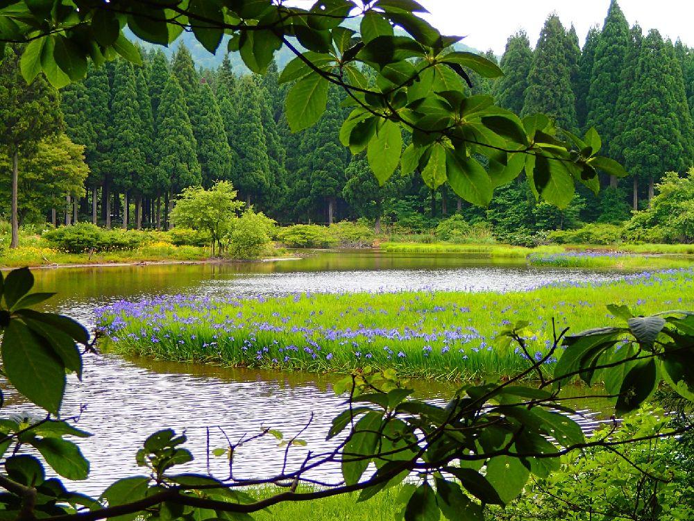 歴史 お花めぐり 箱館山 処女湖 カキツバタ咲く平池トレッキング びわ湖高島観光ガイド